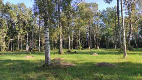 Estonian wood meadow in the sunshine