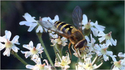 Hoverfly on small white flowers