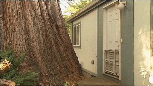 Big tree right by back door