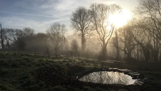 Pond early morning
