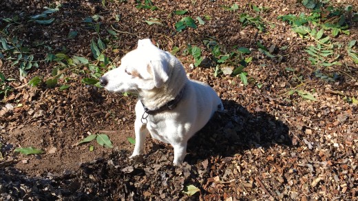 Small white dog sitting in bark mulch