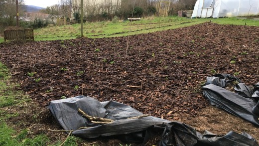 Newly planted bark mulched bed