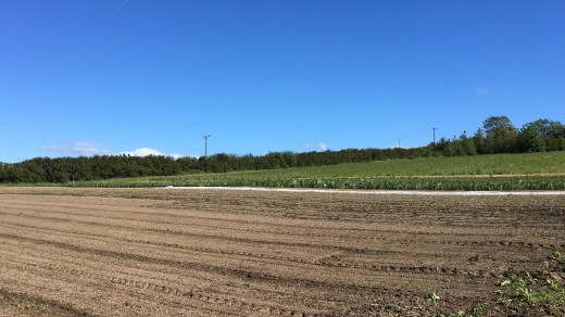 Harrowed market garden field
