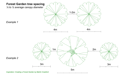 Plan view of tree outlines with spacing guidance