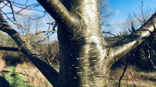 Closeup of speckled tree trunk in winter