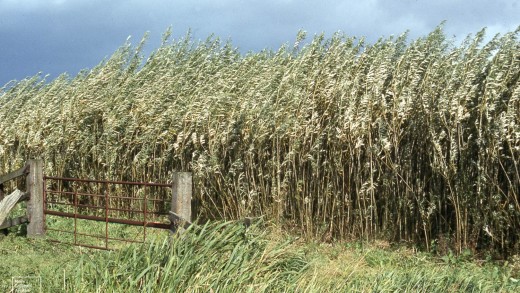 Stormswept Osier Bed