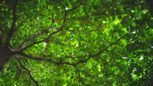 Looking up to thick green tree canopy