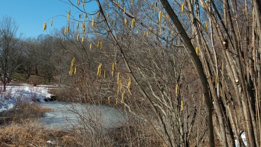 Shrub with catkins by snowy river