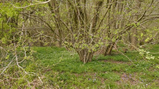Hazel in amongst a wood