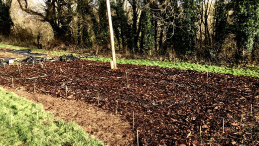 Circles marked out with powdered lime on bark mulch
