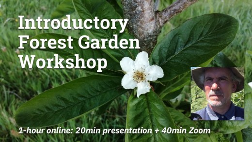 Banner with photo of Medlar, saying 'Introductory Forest Garden Workshop'