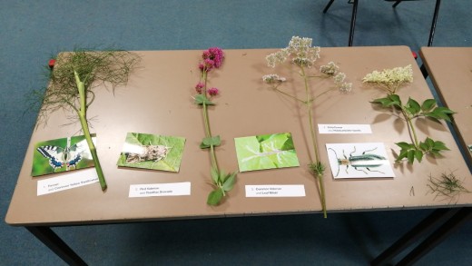 Plants and photos of their insects on table for show and tell