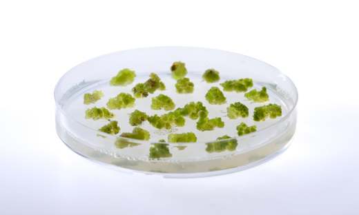 Green stuff in petri dish