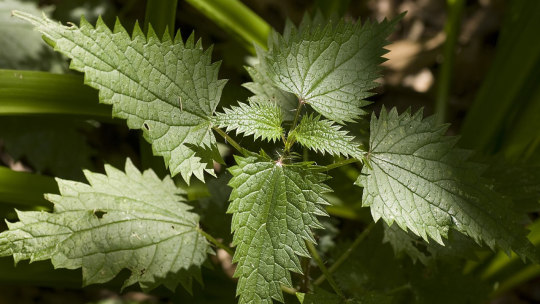 Close-up of spiky edged nettle leaves