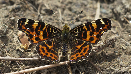 Butterfly