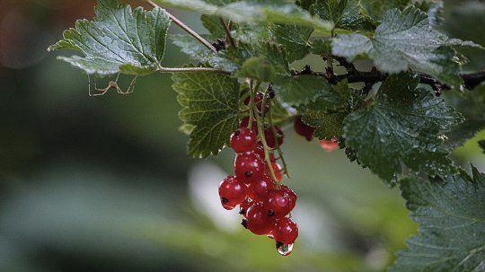 Red currants on the bush