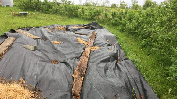 Woven sheet mulch, weighted down