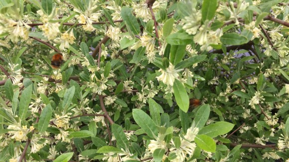 Pale yellow flowers on green shrub