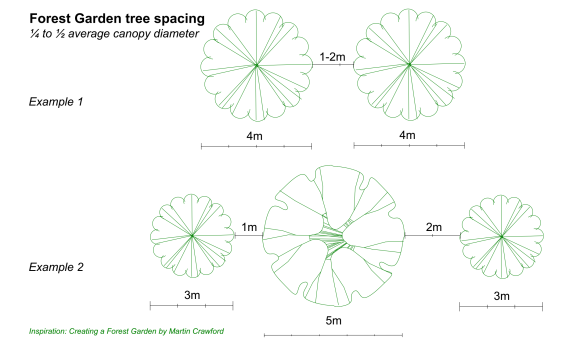 Illustration of tree spacing in forest garden