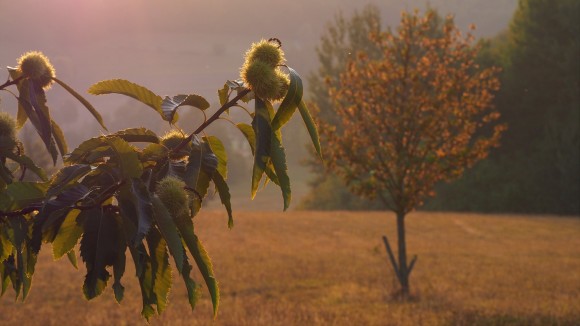 Prickly nuts on tree, in sunset, young tree distant