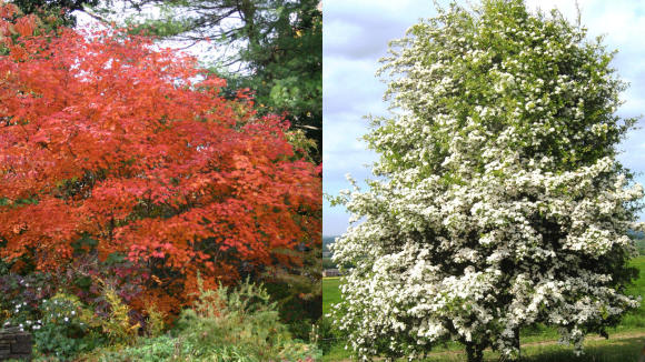 Acer in the autumn on left, Hawthorn in blossom on the right