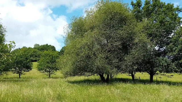 Nature Recovery Action Plan