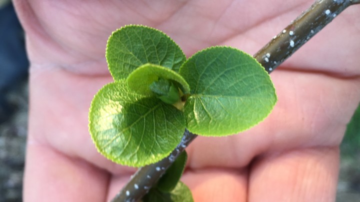 Hand beneath green leaf on tree branch