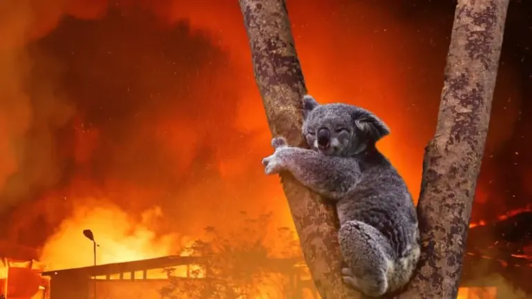 Koala on tree with wildfire in background