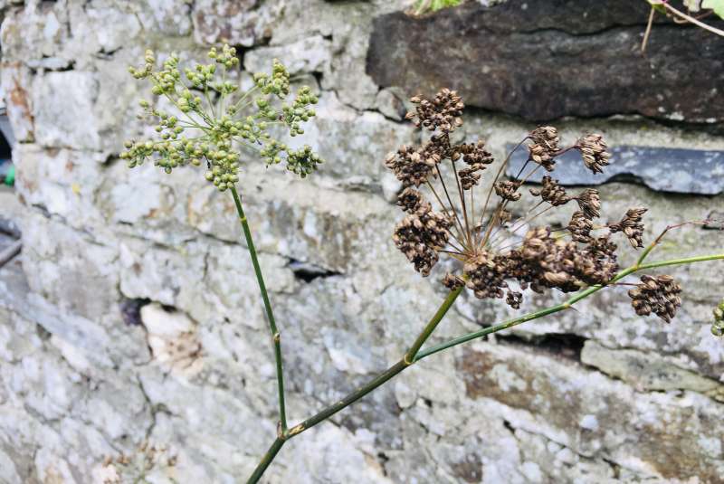 Fennel seeds