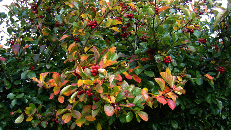 Green leaves turning gold, red fruit of small tree