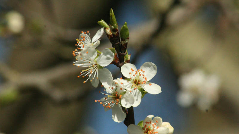 White flowers of damson tree