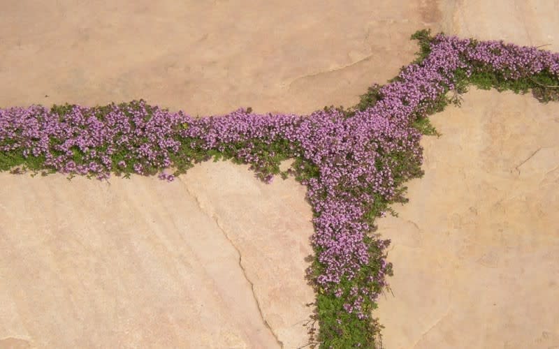 Thyme inbetween paving
