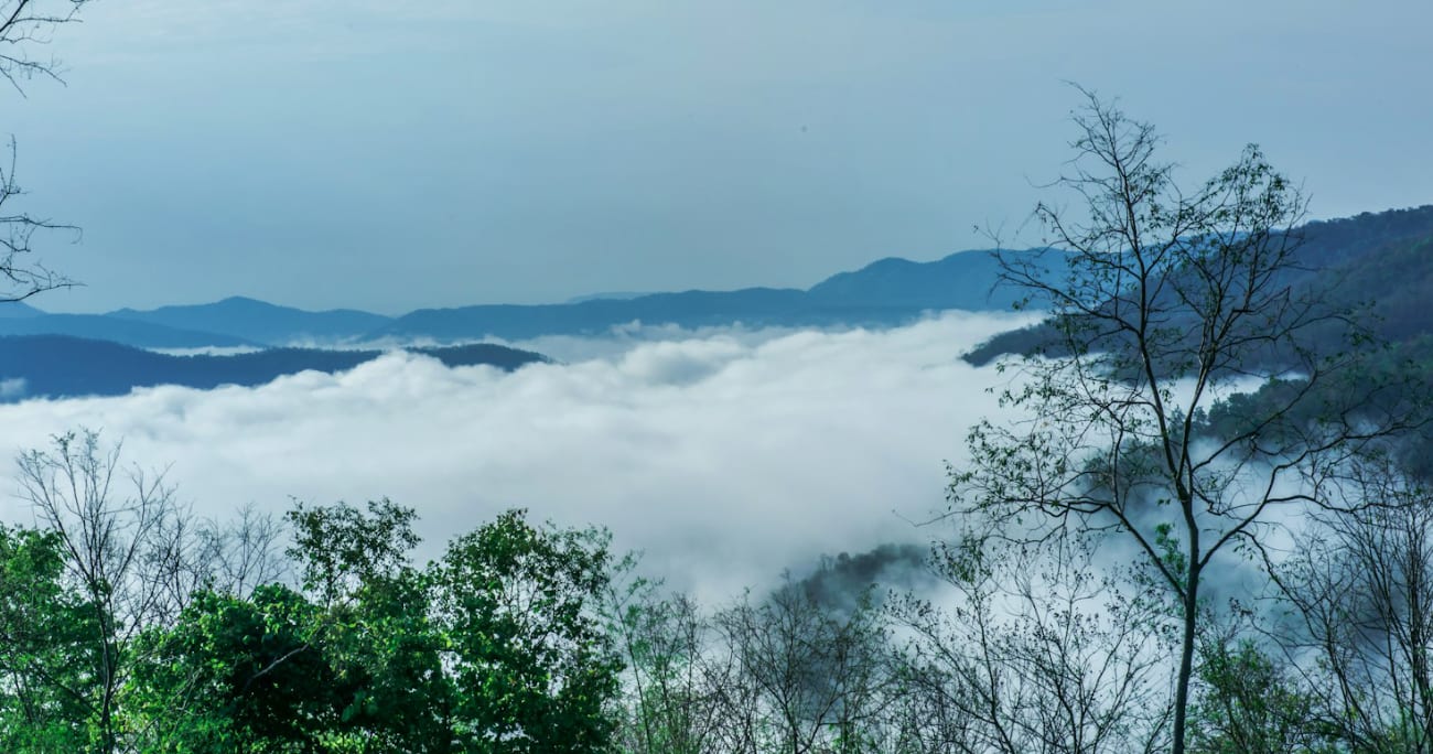 overlooking a forest with fog