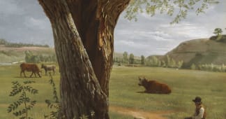 pollard willow tree on a farm