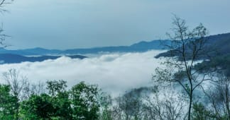 overlooking a forest with fog