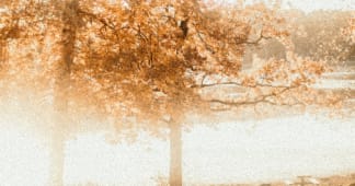 tree with fall colors and sun shining through