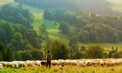 shepherd in a field with sheep