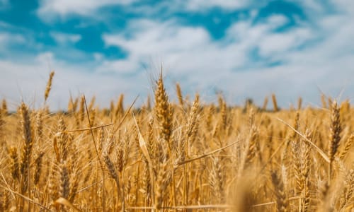 A field of wheat against a blue sky
