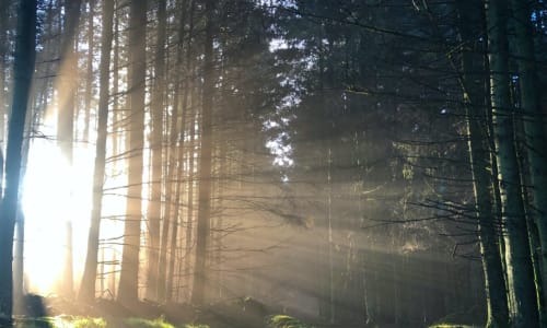Sunlight shining through trees