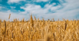 A field of wheat against a blue sky