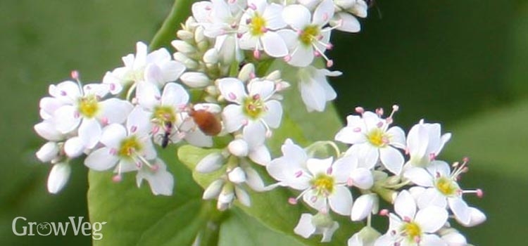 Buckwheat blossom in a vegetable garden