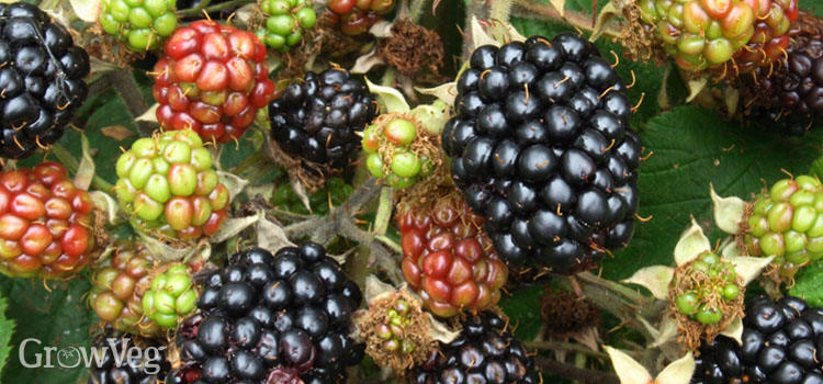 Blackberries