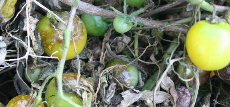 curing blight on tomatoes curing blight on tomatoes
