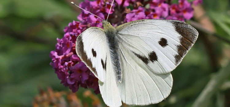 Image result for images of cabbage white butterfly