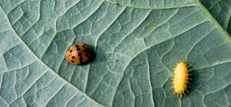 Mexican Bean Beetle - Pest Identification for Vegetable ...