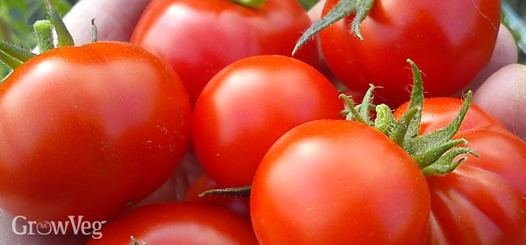choosing and starting tomatoes
