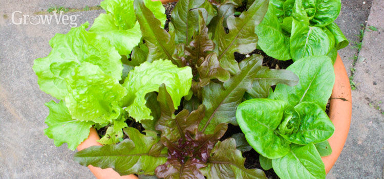 Advice on Growing Ve ables in a Full or Partially Shaded Garden lettuce in container 2x
