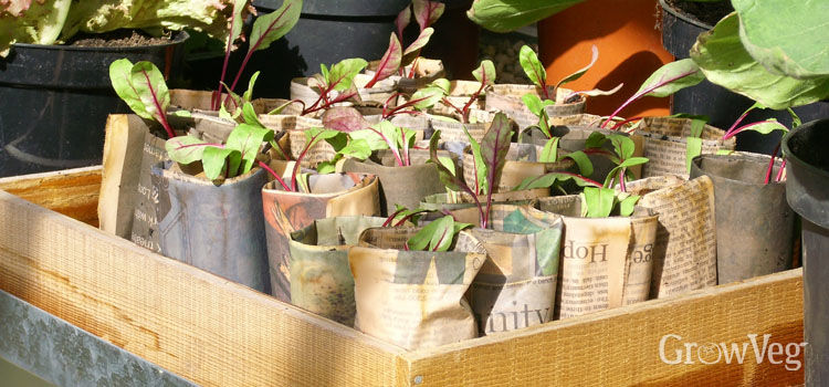 Seed Sowing Using Recycled Containers Recycling for the Garden Upcycling Items for a More Productive Ve able Garden