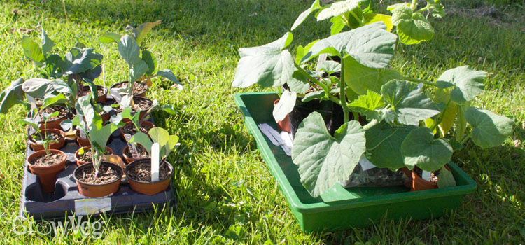 How to Successfully Harden Off Seedlings