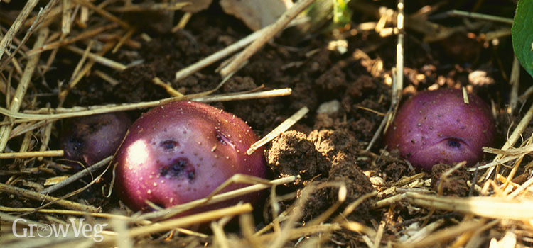 Sprouting Potatoes Sprouting Potatoes